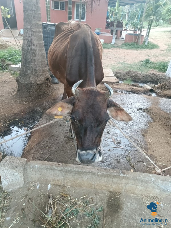 Healthy and Active   for Sale