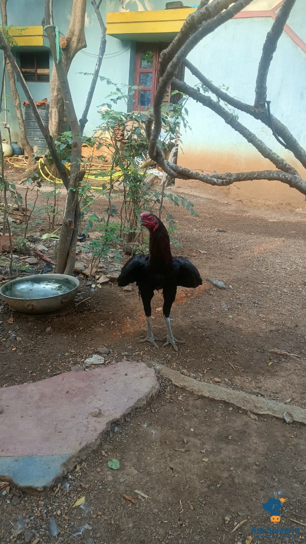 Healthy and Active Male Aseel for Sale