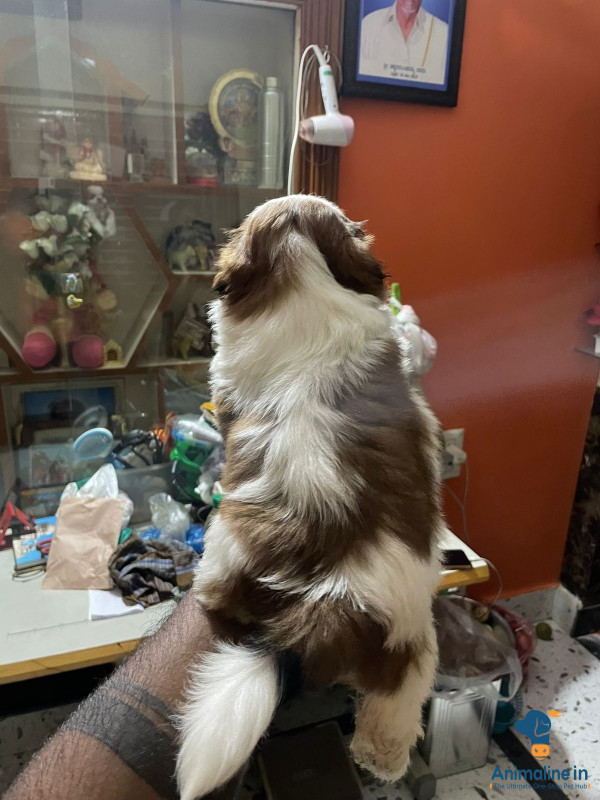 40 days old puppy for sale