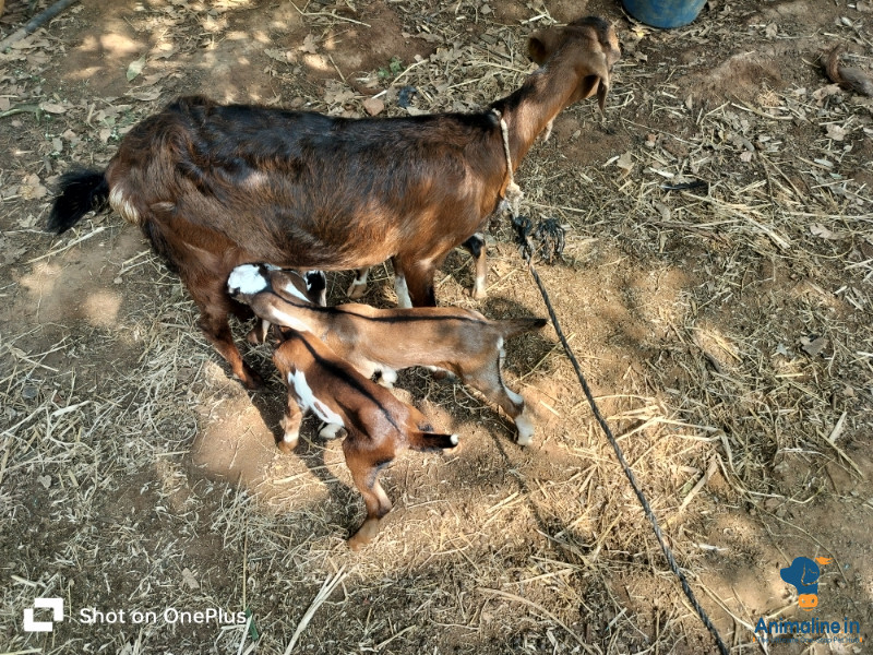 Year years old female goat with 2 male and 1 female goatmare