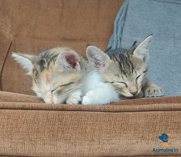 Beautiful Female  looking for a Home