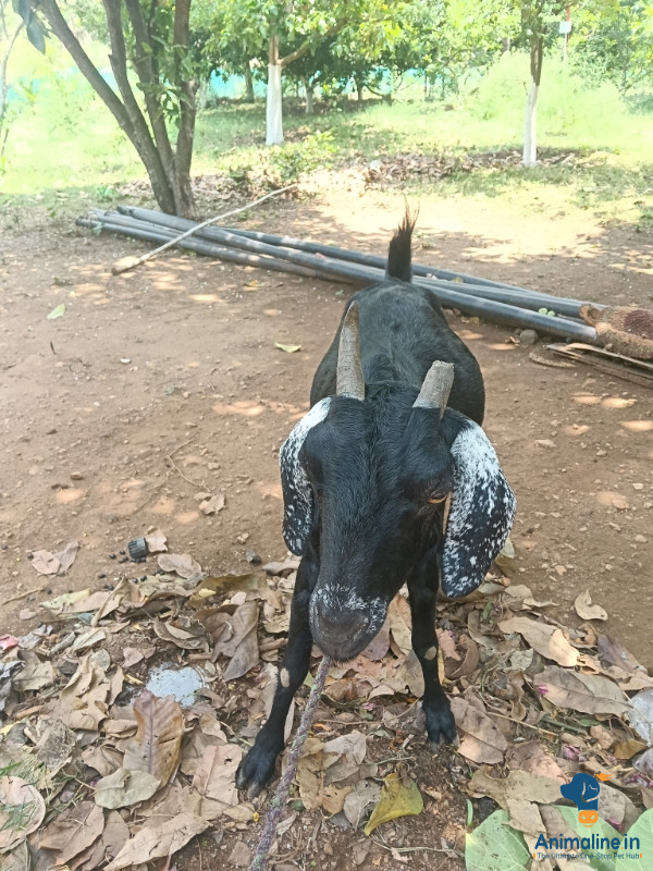Premium Boer Goat Goat for Adoption