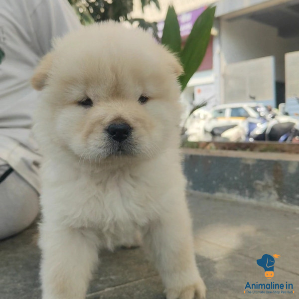 45 days chow chow male  puppy for sale