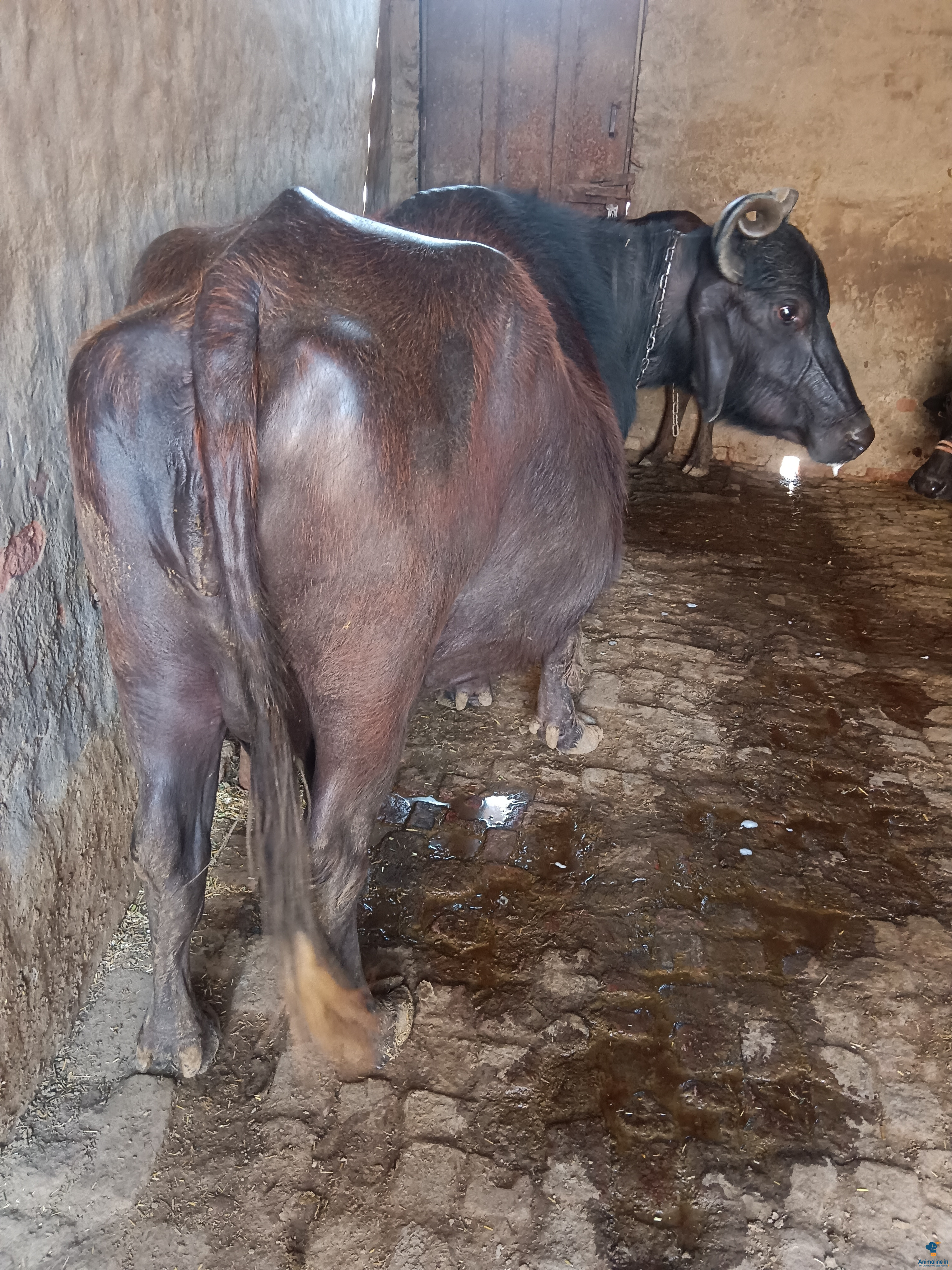 बिक्री के लिए स्वस्थ  Murrah