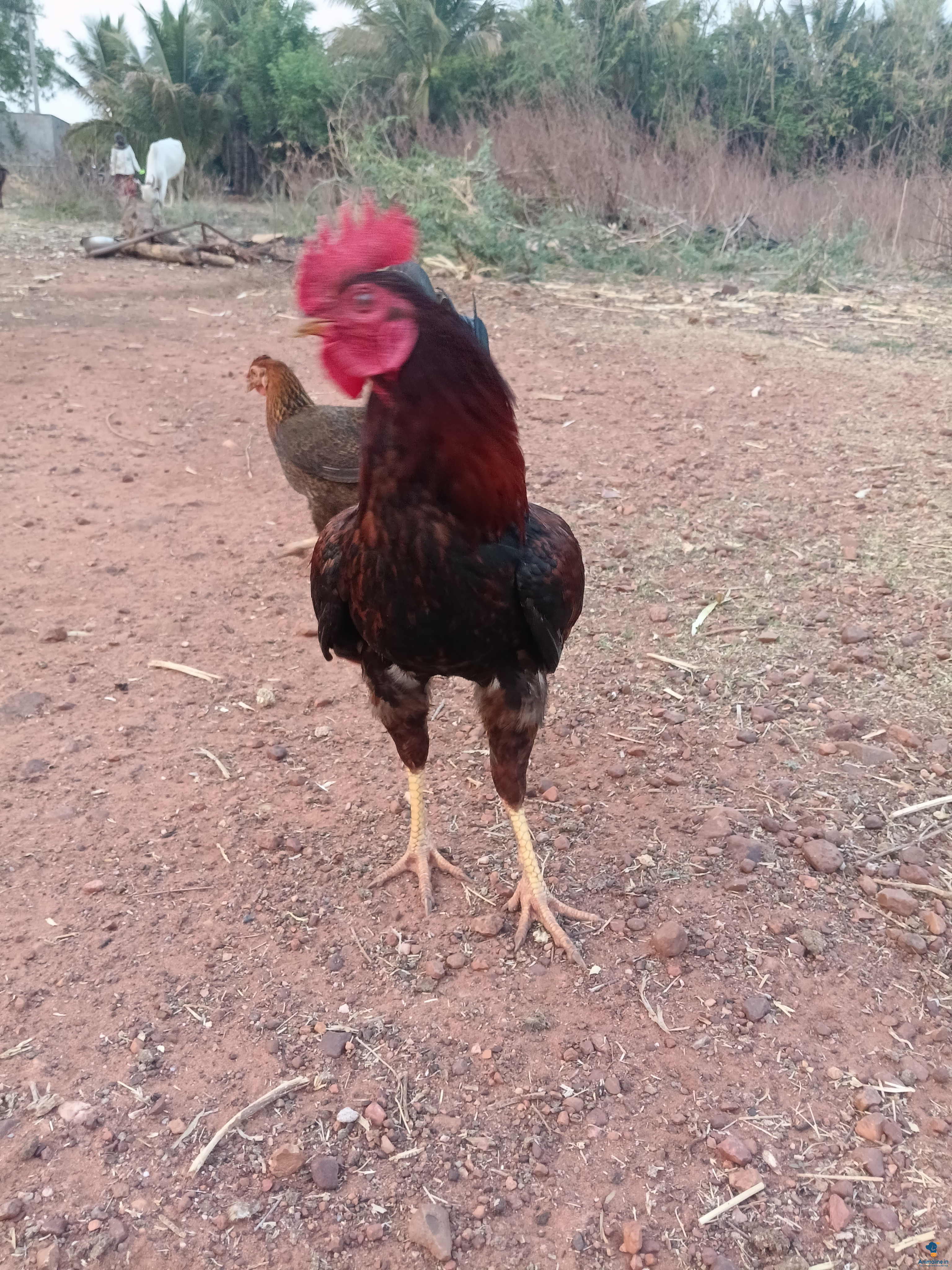 Healthy and Active Male Others for Sale