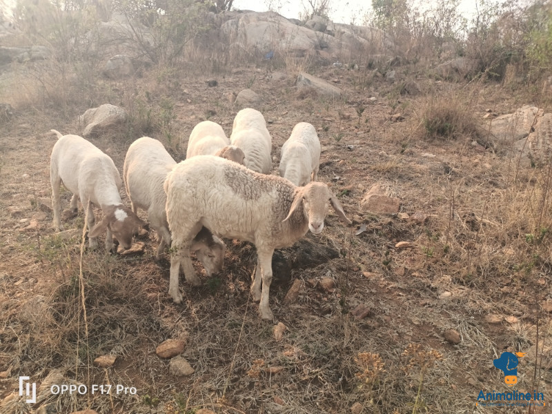 Healthy and Active Male Nali Sheep for Sale