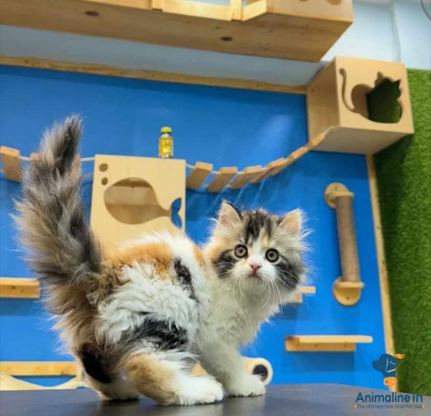 1 महिने का होना चाहिए 