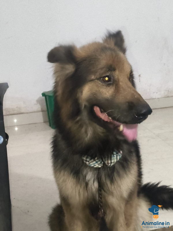 2 years old German shepherd 