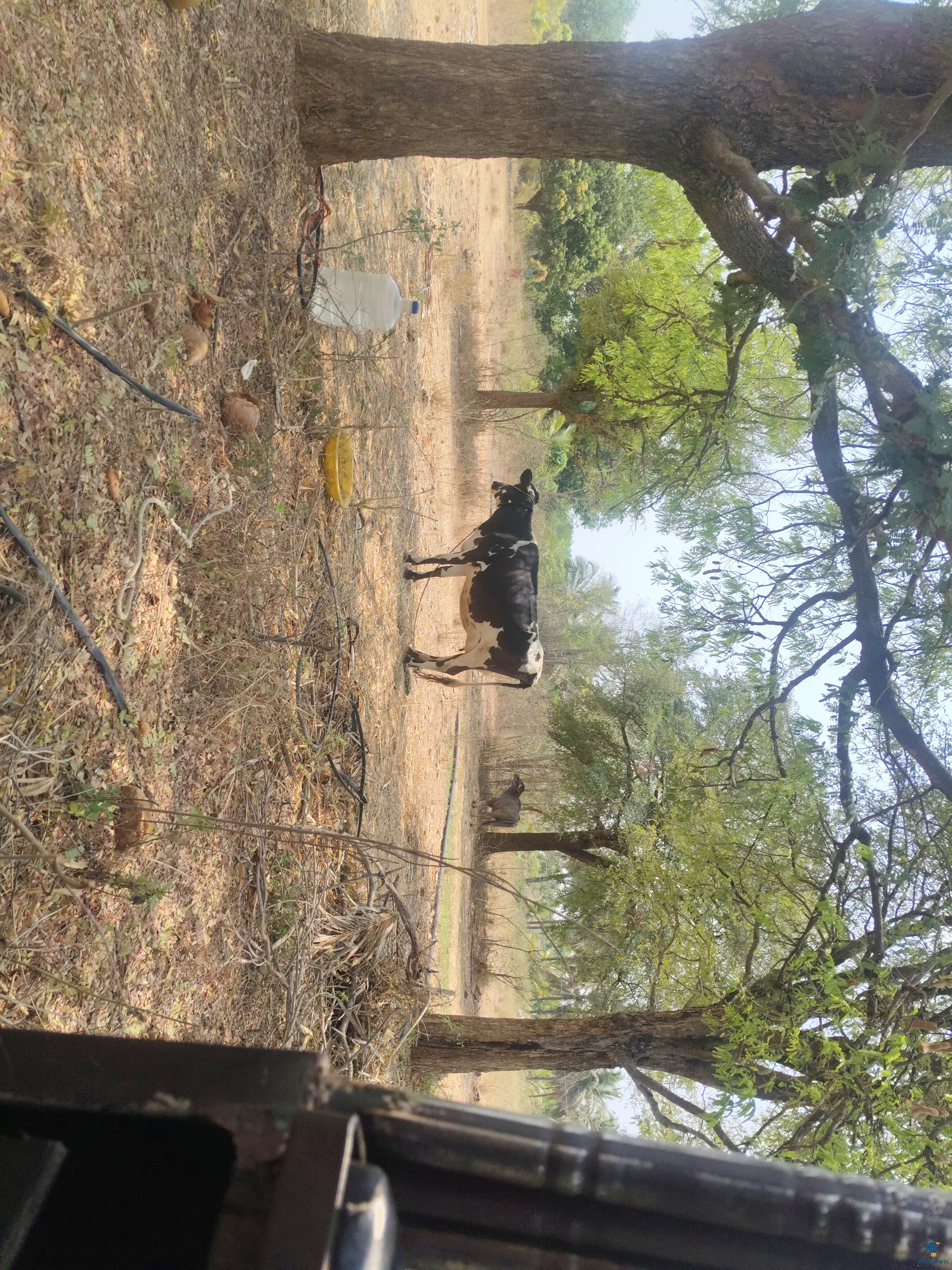 2 ವರ್ಷ ಹಸು 