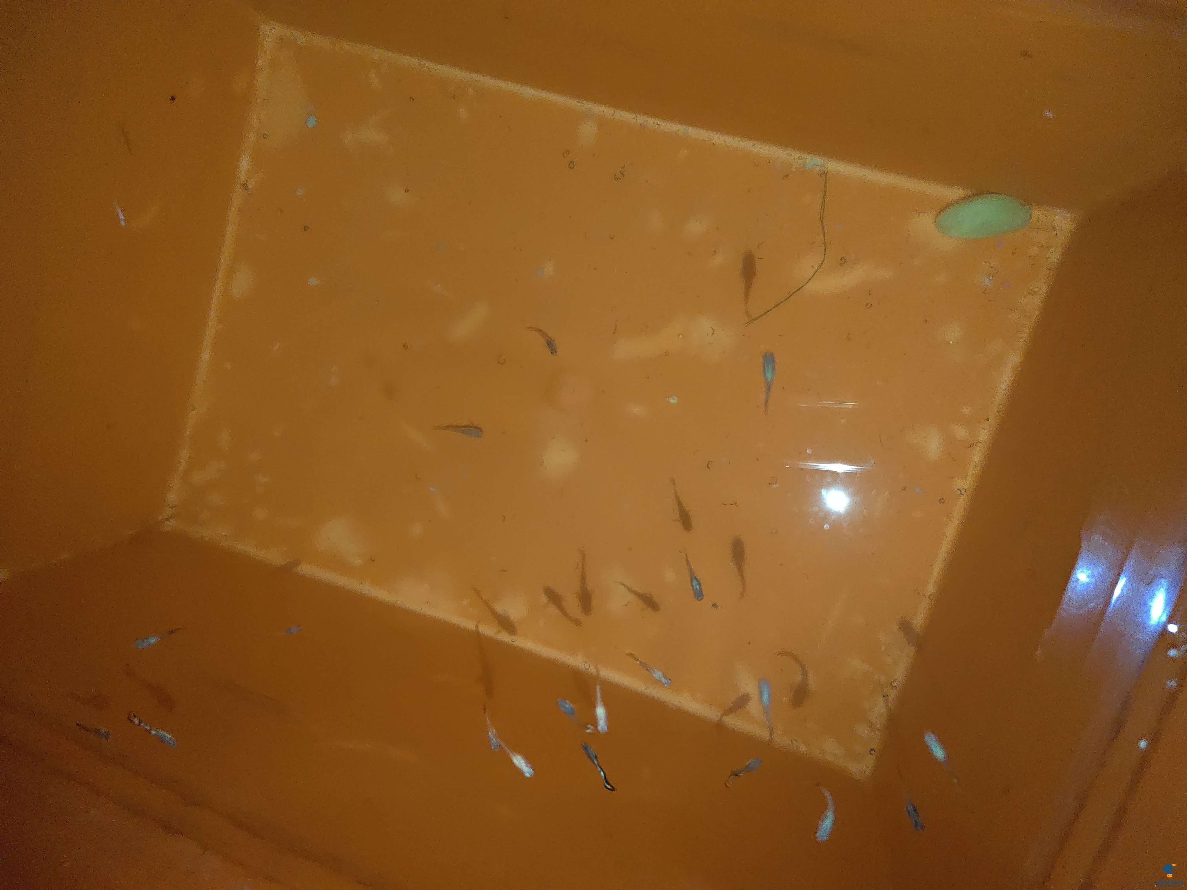 Beautiful   looking for a Home