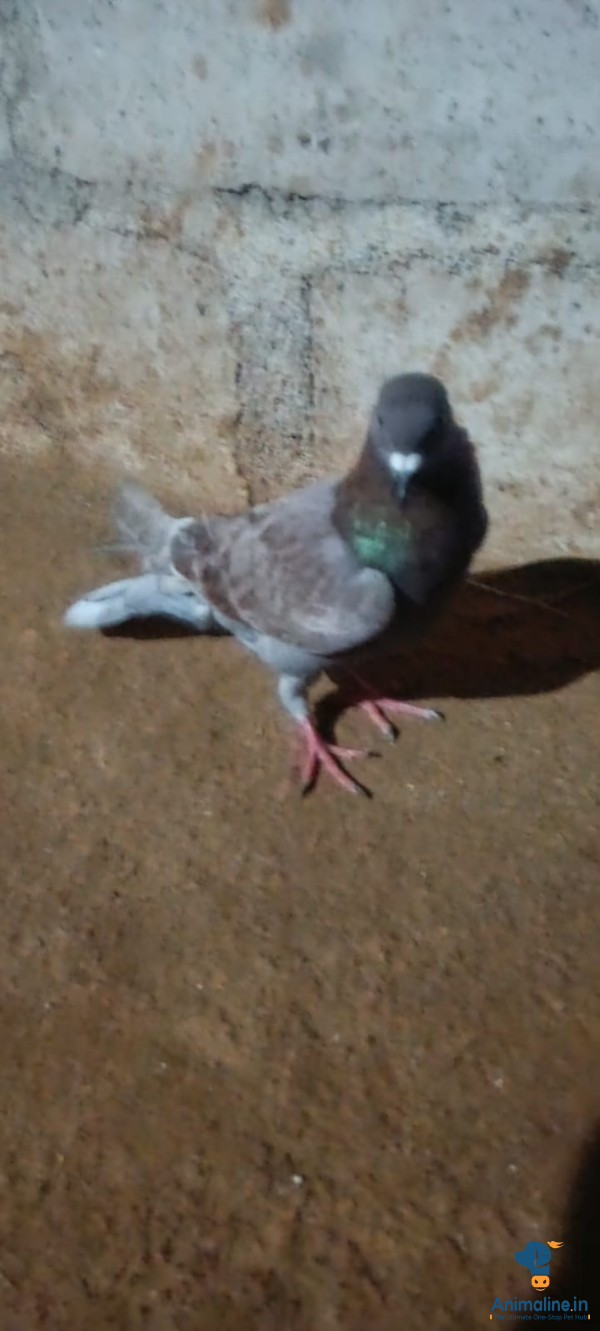 10 ತಿಂಗಳಿನ ಗಂಡು ಪಾರಿವಾಳ 