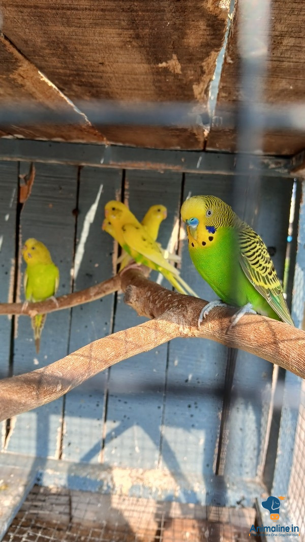 Healthy and Active Male&Females  for Sale