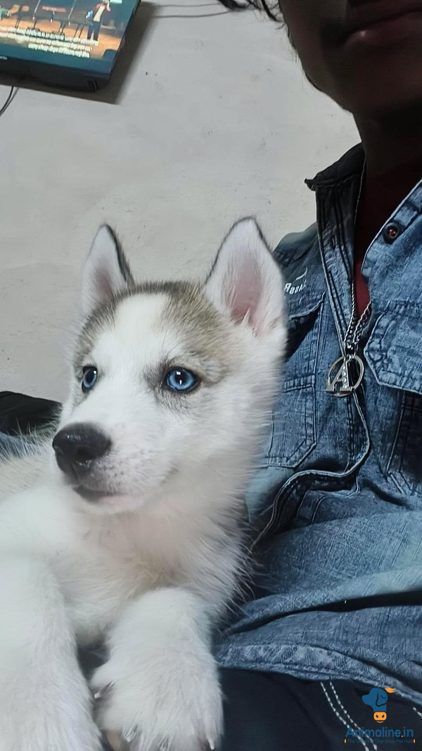 Siberian husky Blue eyes