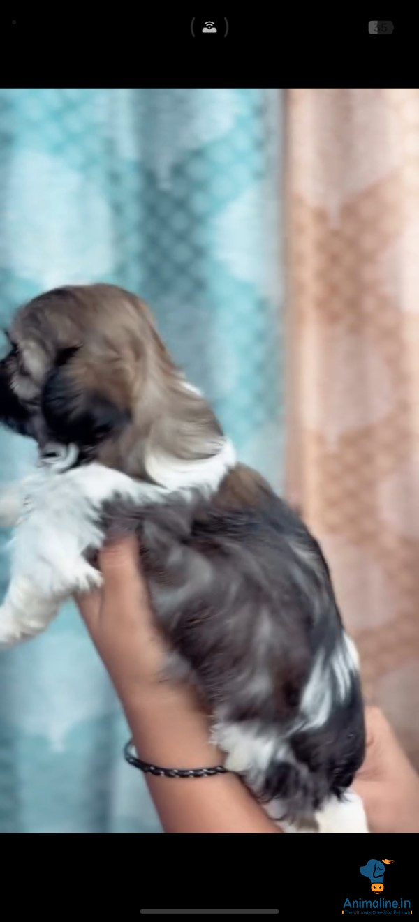 Healthy and Active Female  for Sale