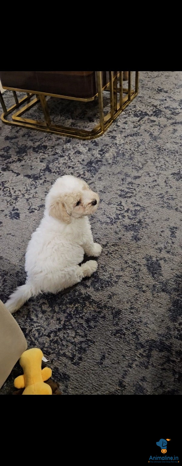 Bichon Frise (Imported breed)