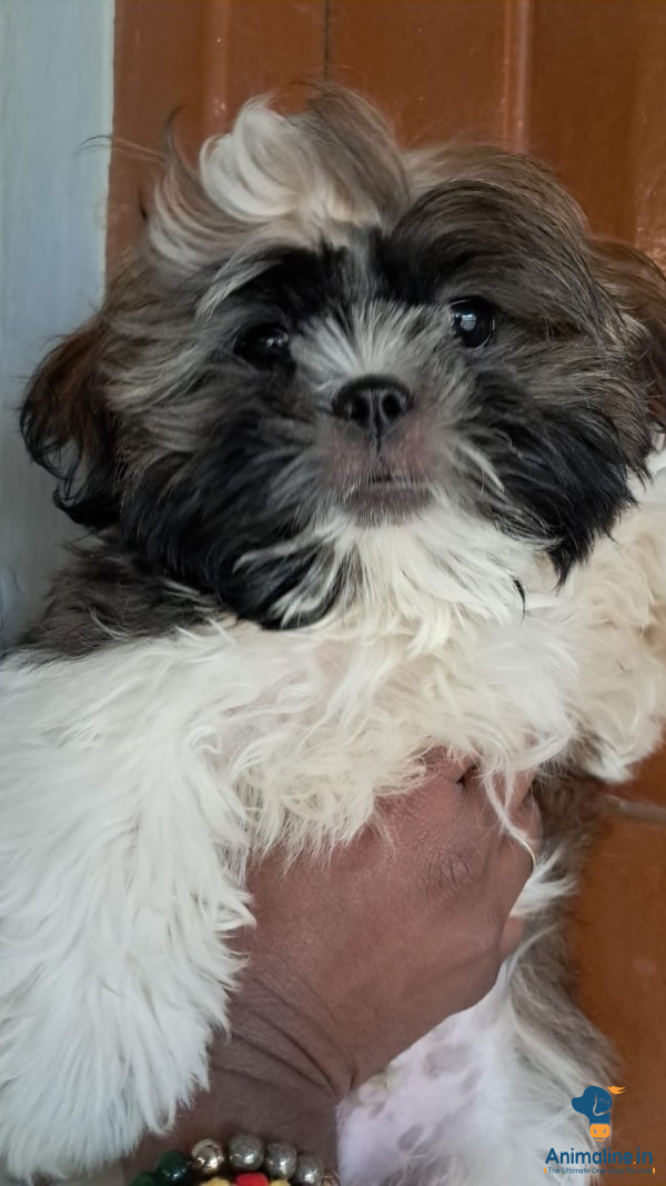 Healthy and Active Male Shih Tzu for Sale