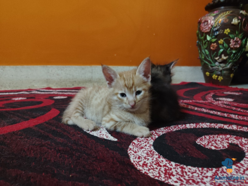 1 Month kittens 