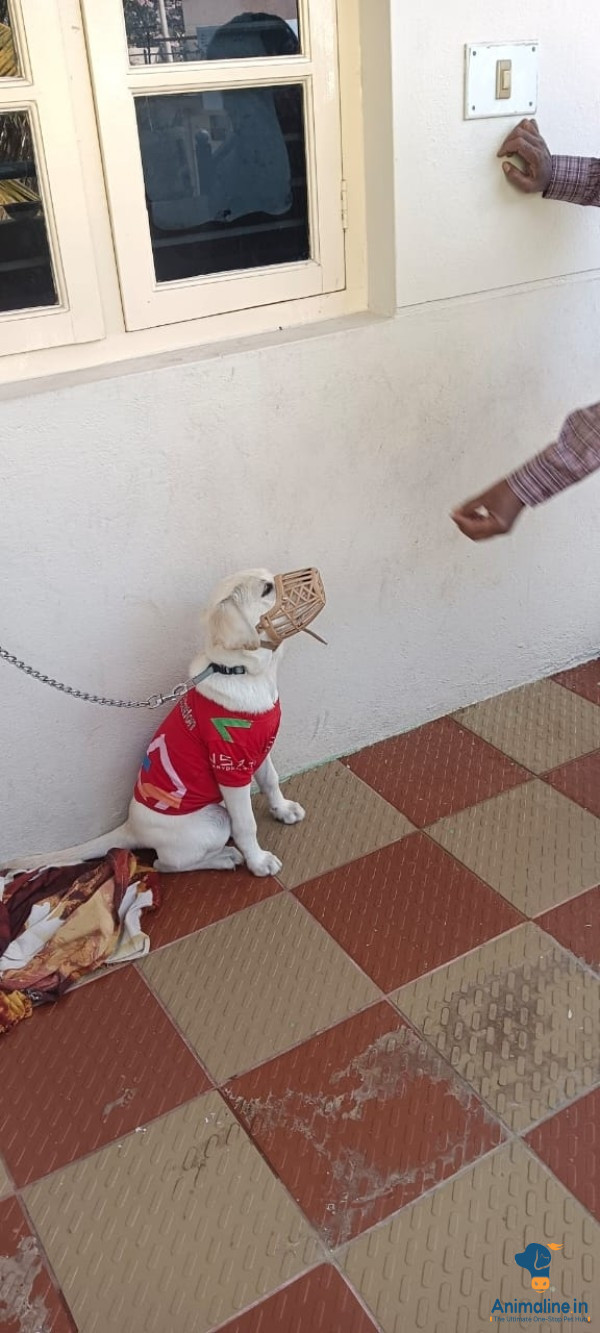 My dog name is Gunda