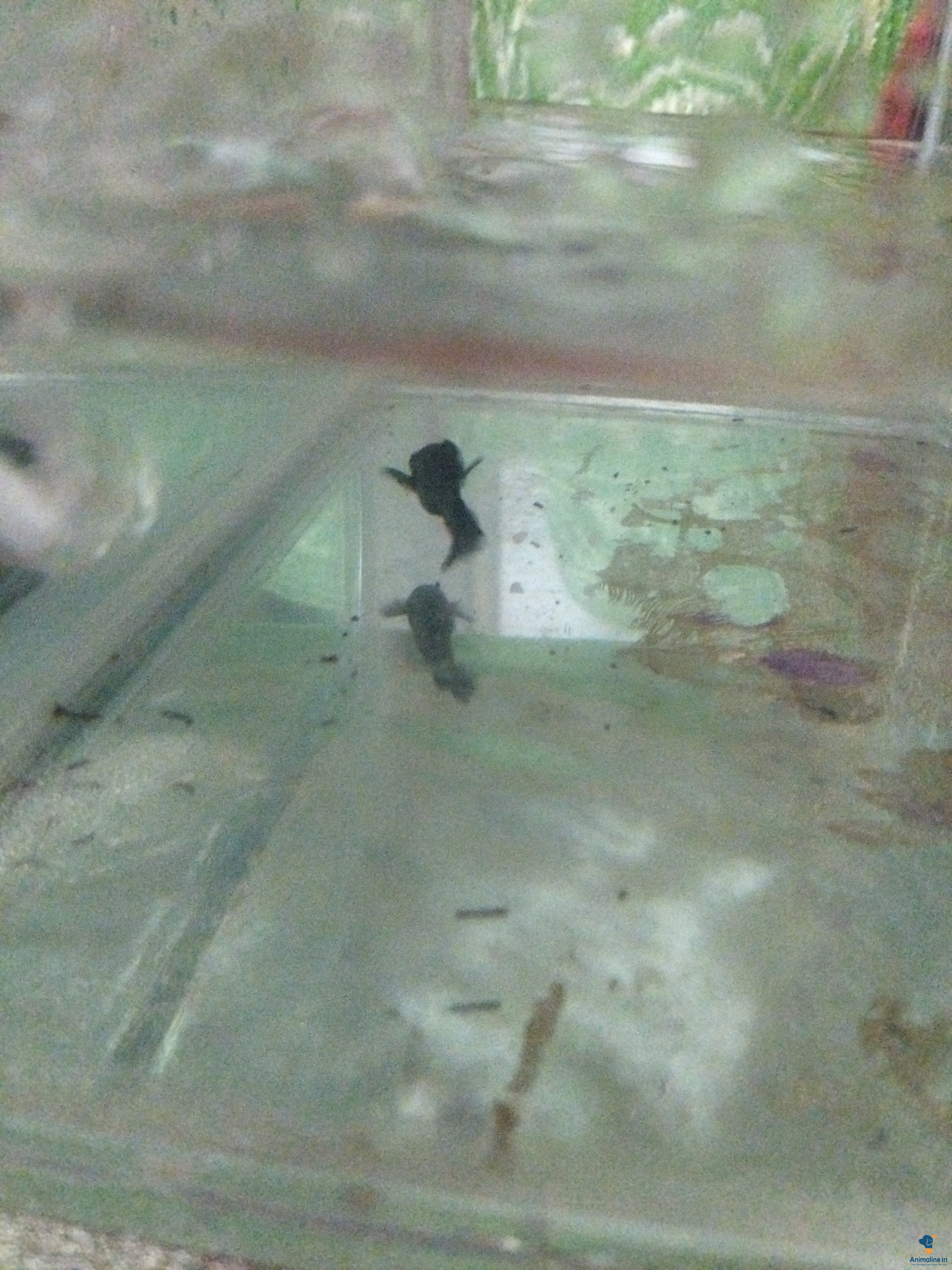 Premium  Fish for Adoption