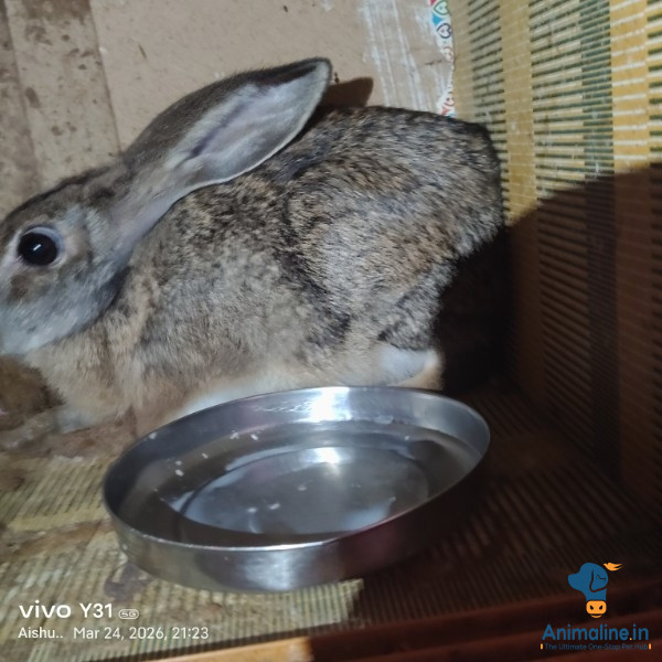 ಮಾರಾಟಕ್ಕಿದೆ ಆರೋಗ್ಯಕರ ಪುರುಷ