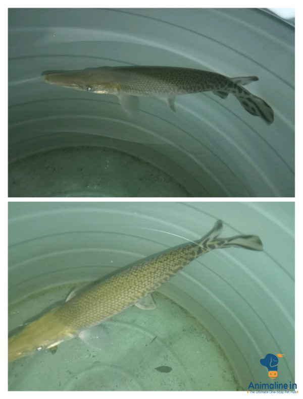 5 month colour - brown and white 