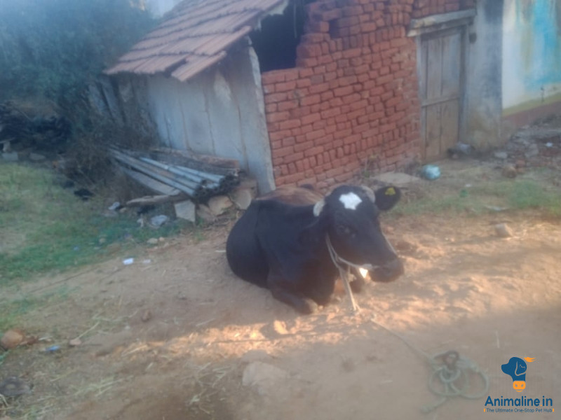 one milking is 8to10 leter 🍼🥛