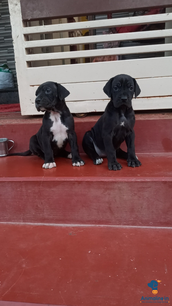 2 female puppy 