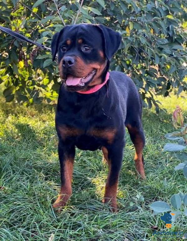 5 month old Rottweiler with good qulity.... 