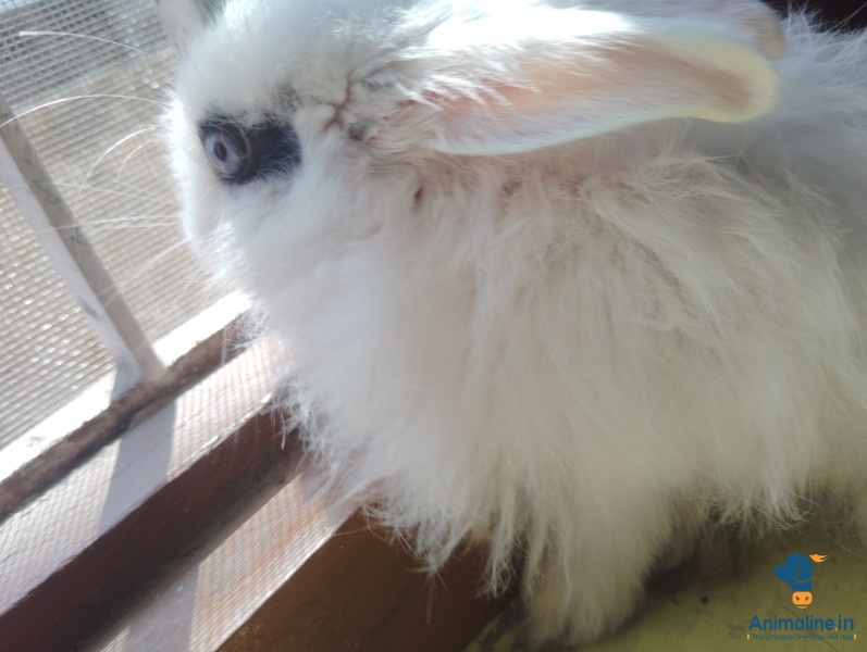 1 year male Indian rabbit