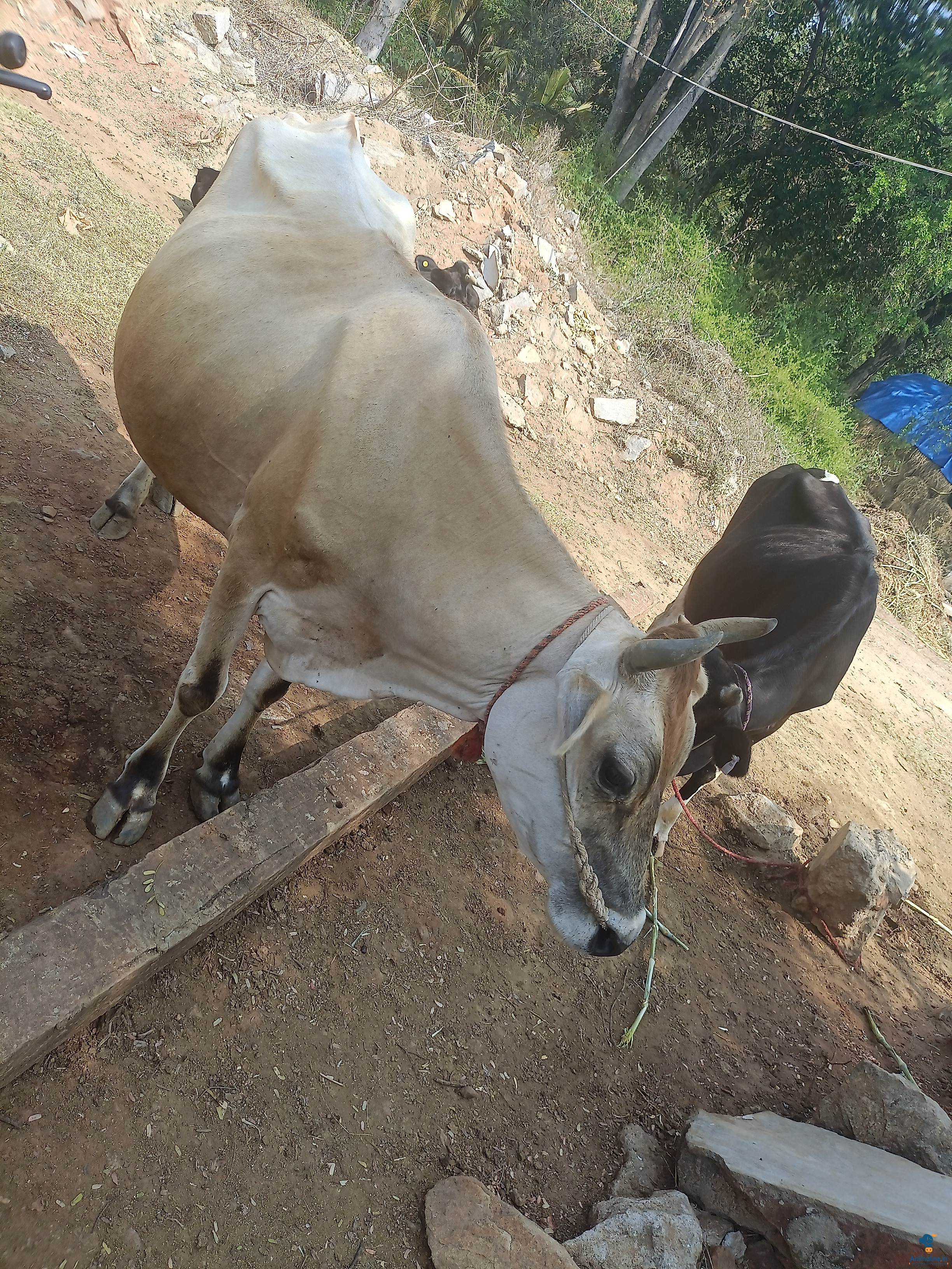 Healthy and Active   for Sale very active always and eating 