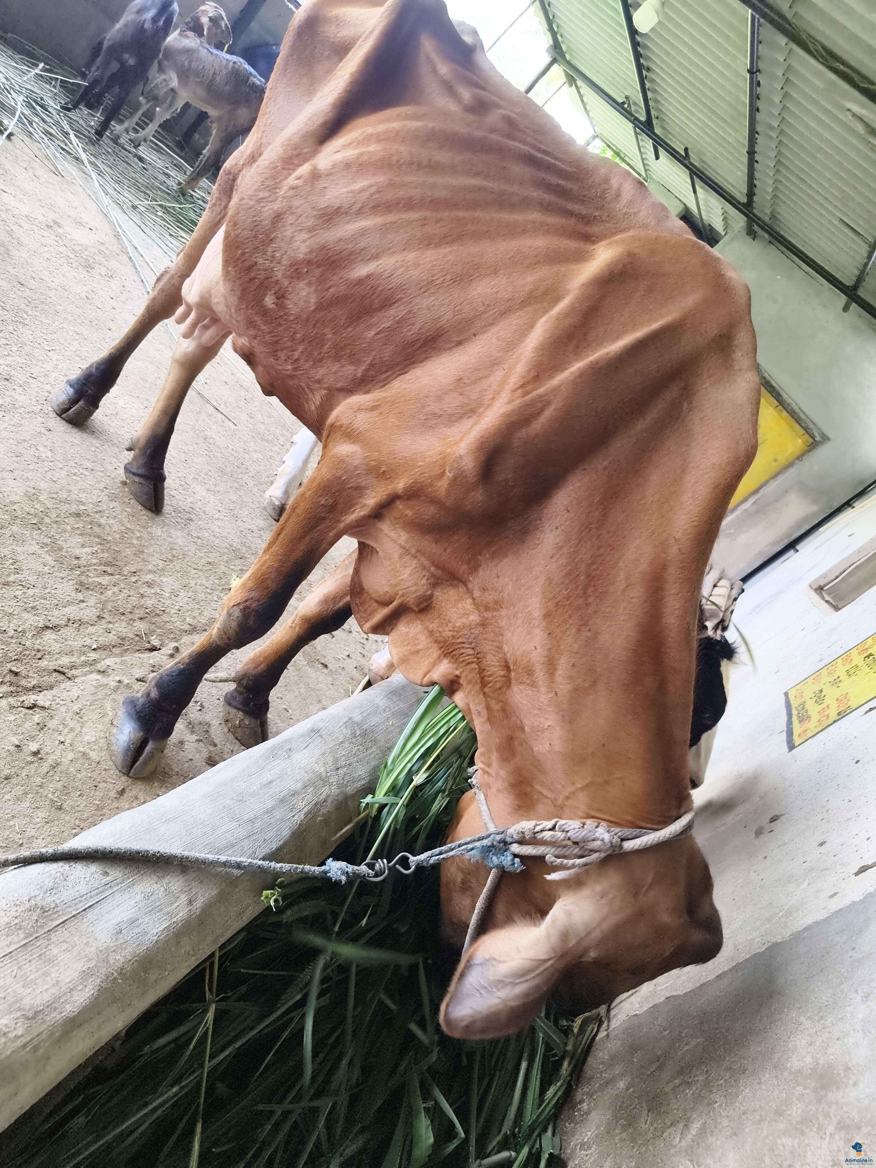 ಮಾರಾಟಕ್ಕಿದೆ ಆರೋಗ್ಯಕರ