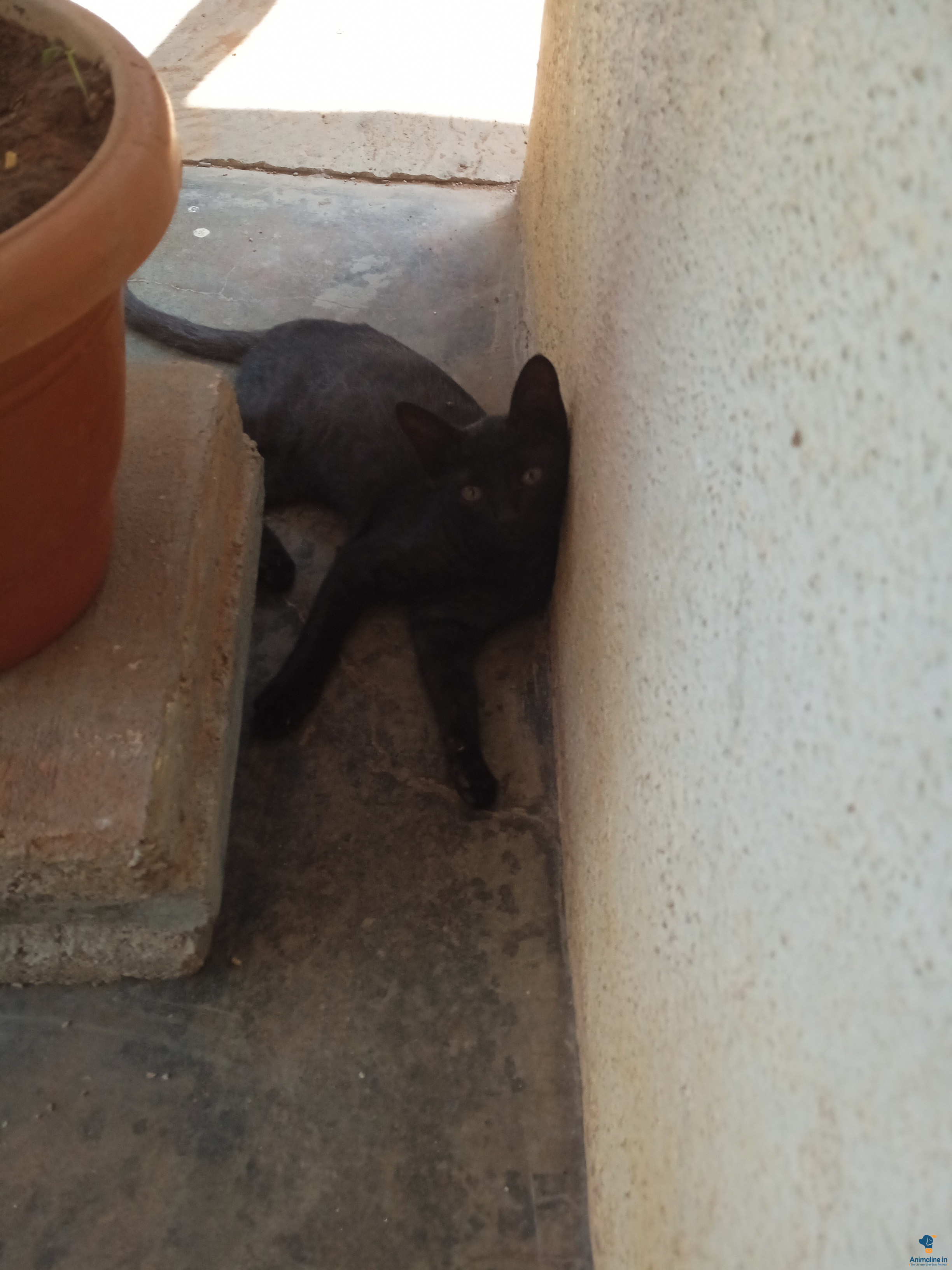 4 Month old rescued black cat Free For Adoption