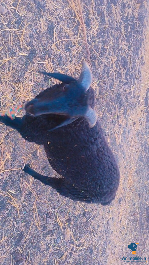 ಮಾರಾಟಕ್ಕಿದೆ ಆರೋಗ್ಯಕರ ಪುರುಷ Others