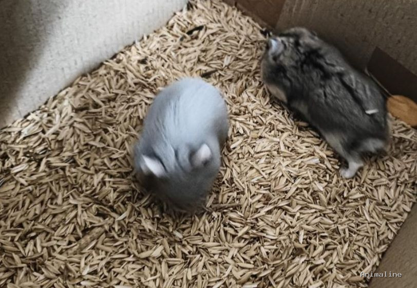 Beautiful Male&Females  looking for a Home