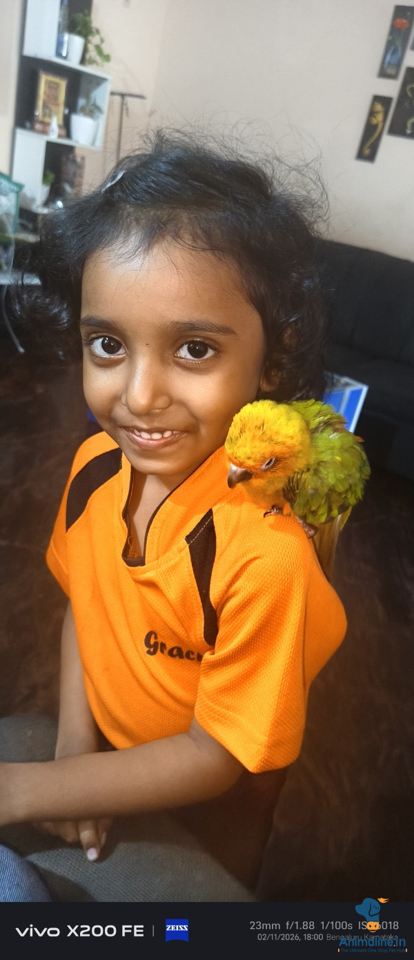 Trained Bird - Perfect Family Pet