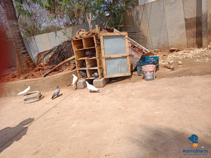 ಎರಡು ವರ್ಷದ ಮಹಿಳೆ