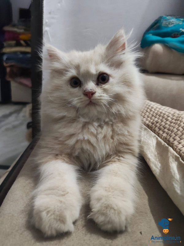 Persian Male cat