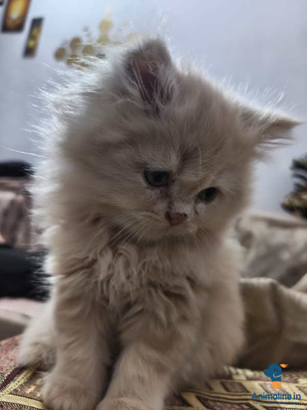 Male cat Persian 
