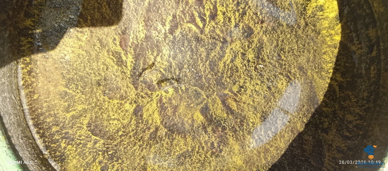 3months male and female guppy super active imported 