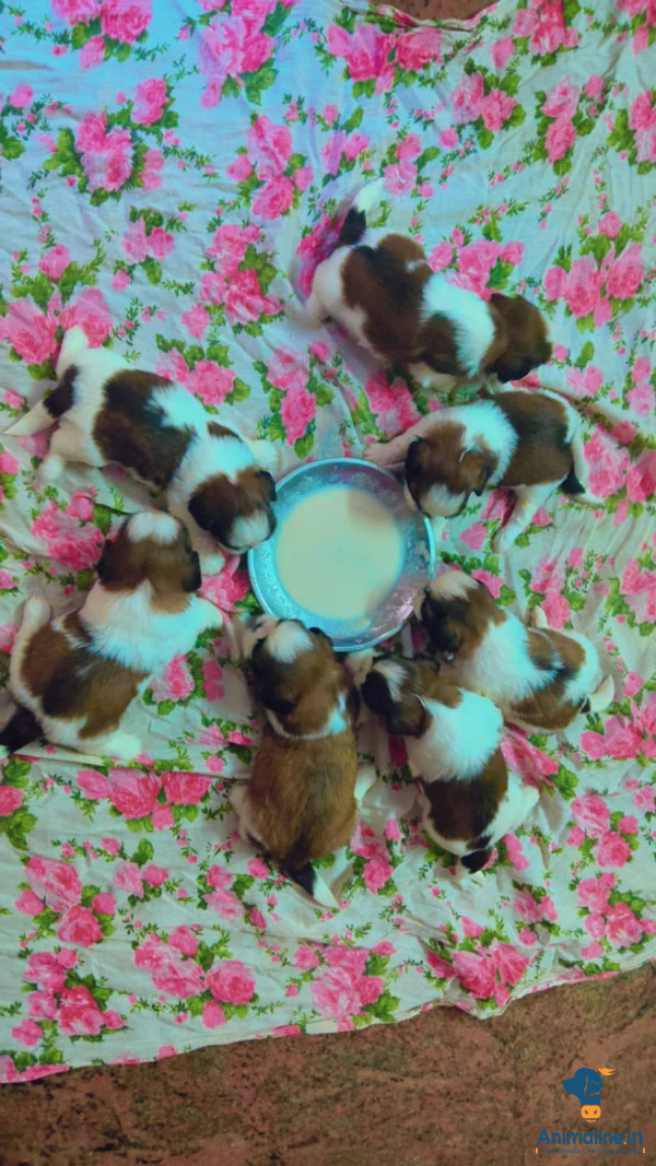 30 days shitzu puppy 