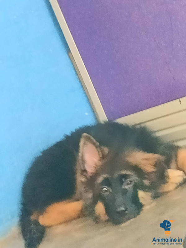 German shepherd4 puppiesLong cost 