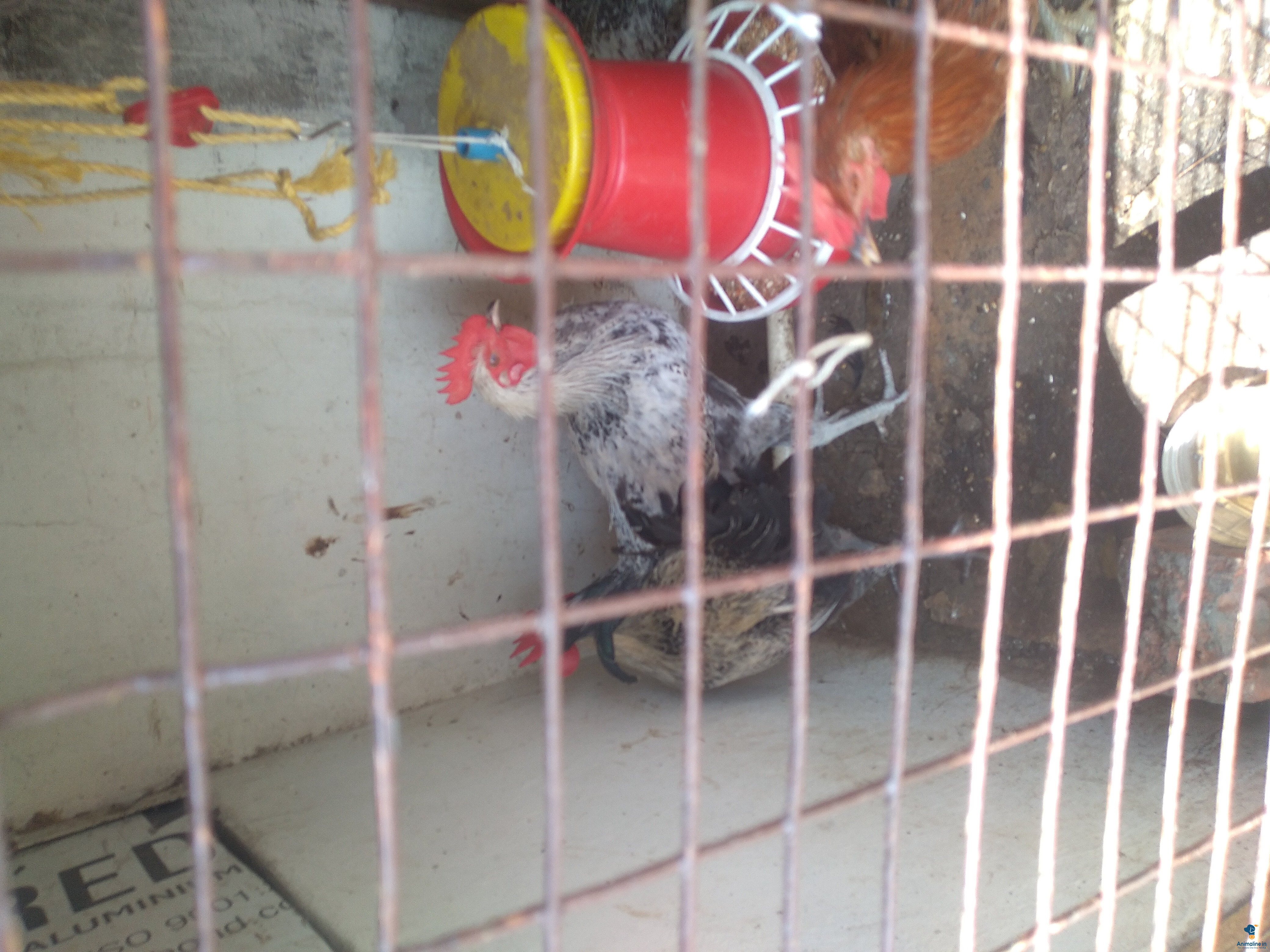 Cheap and healthy hen