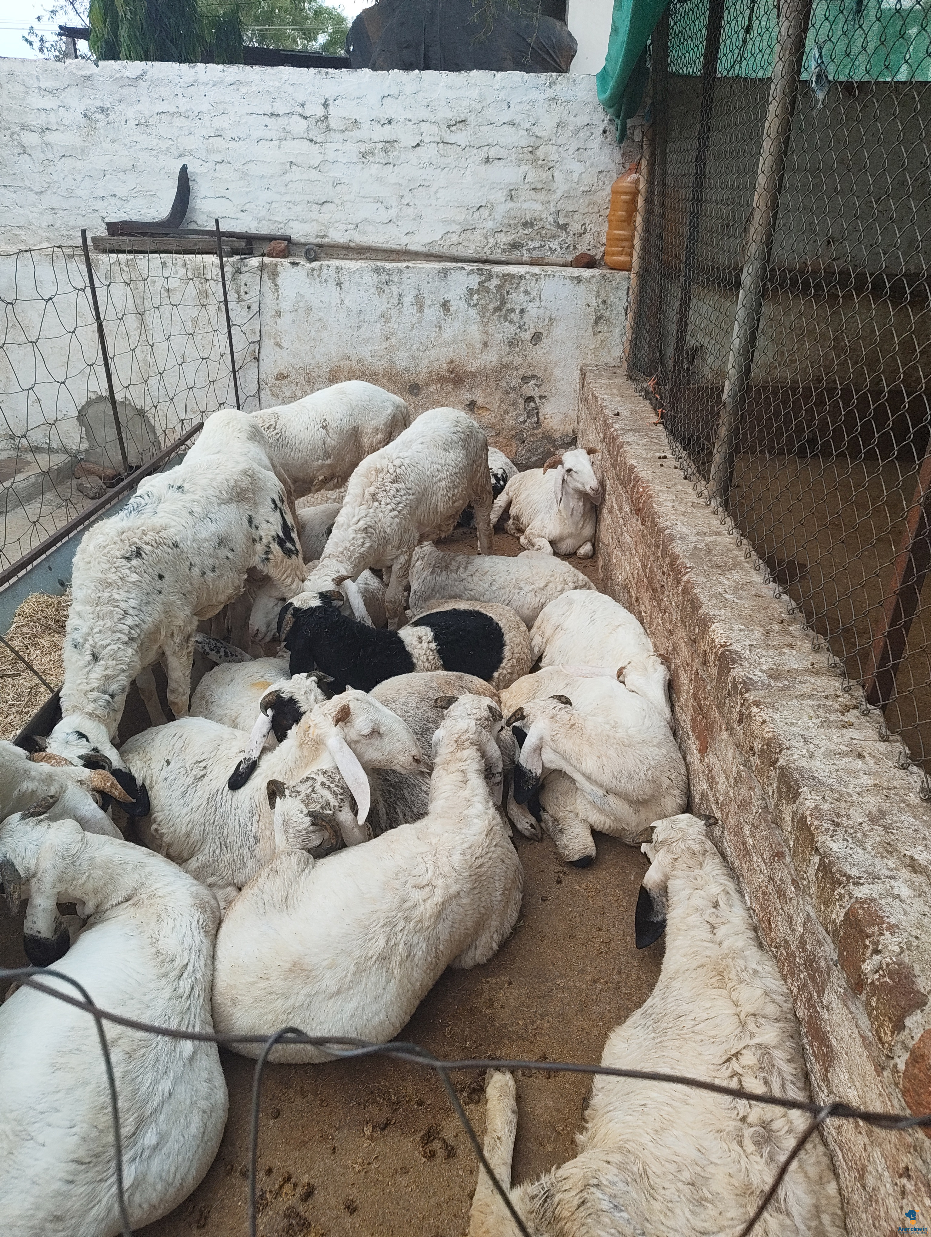 6month old yalaga sheep