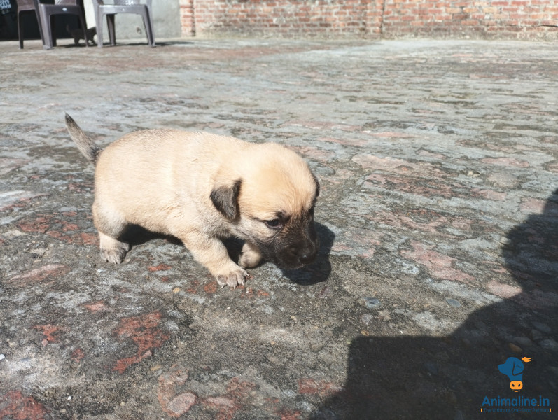 Bhutiya dog Himalayan sheepdog
