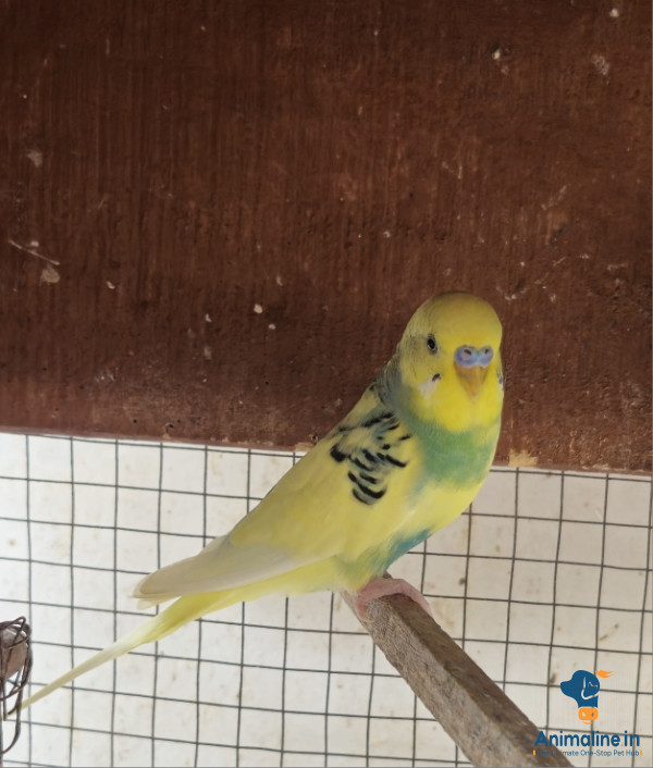 “Love Birds Pair for Sale in Thanjavur”