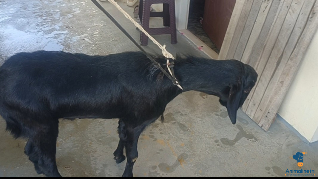 1 year old male goat