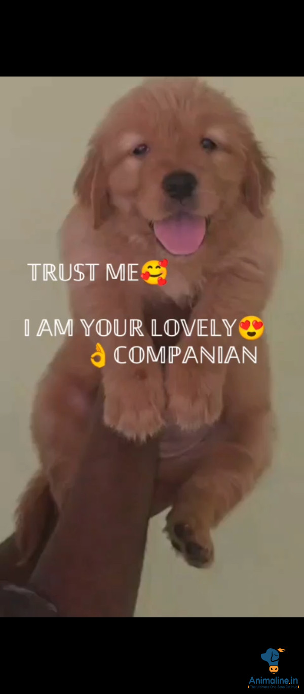 SHOW QUALITY GOLDEN RETRIVER PUPPIES 