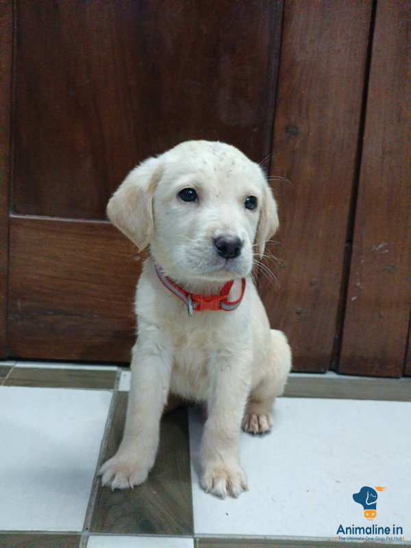 2 month old labrador puppy