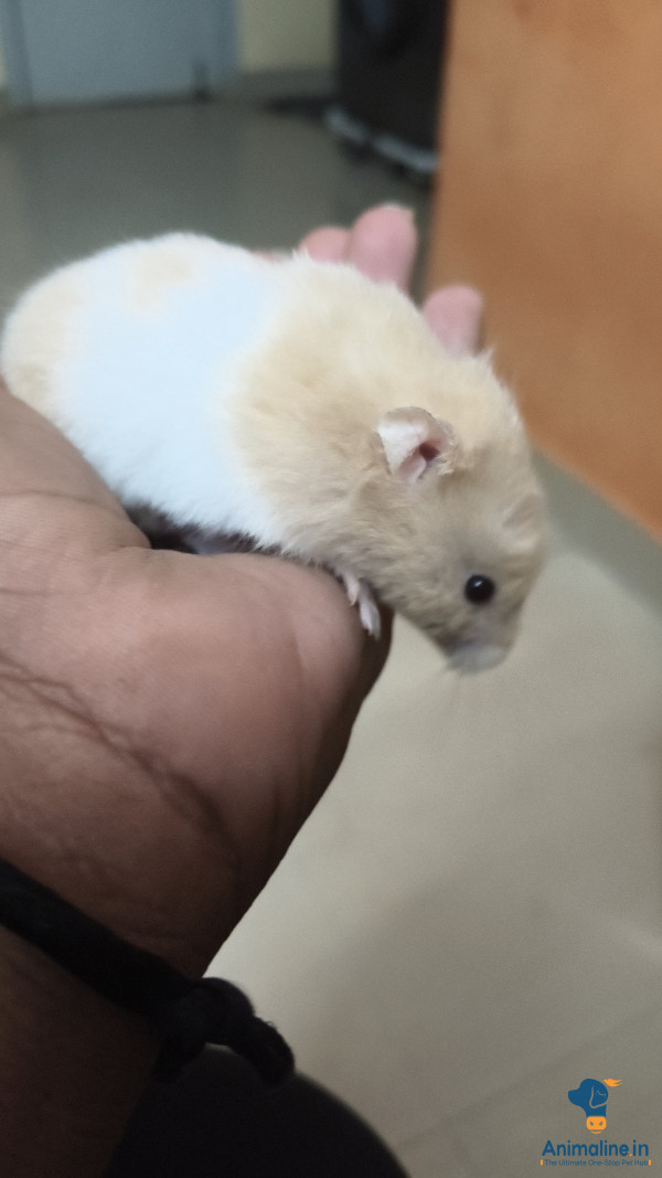 A pair of hamsters with cage good cage (new cage) 