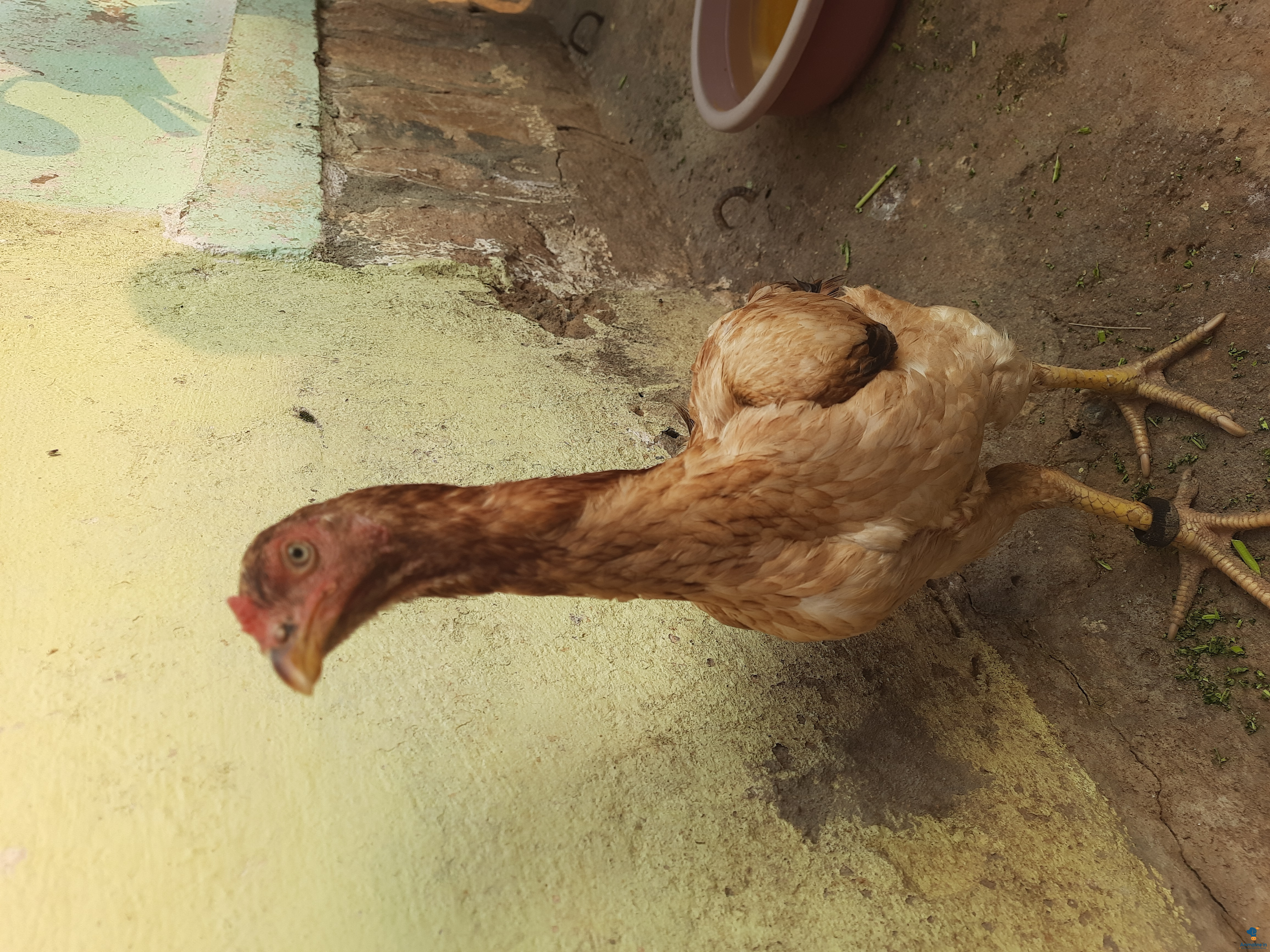 1 year old female hen